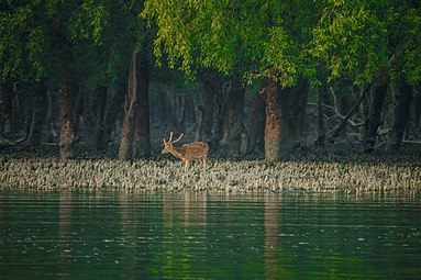 Sundarban Diaries11.jpg