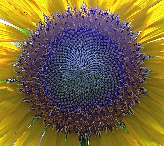 File:Sunflower Center.jpg