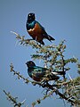 Serengeti, Tanzania