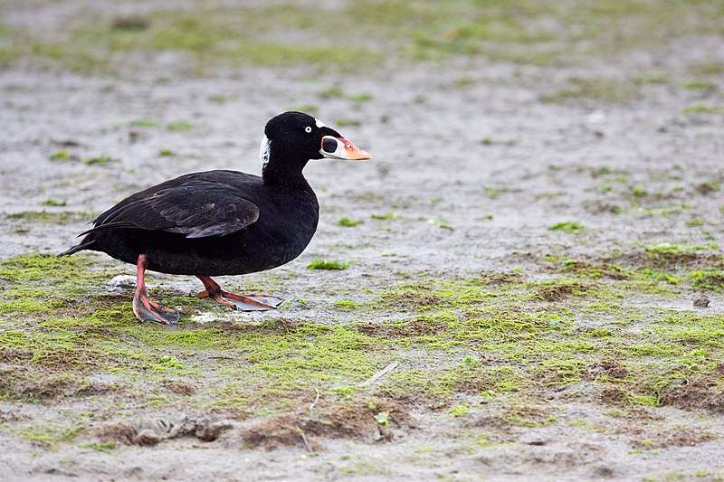 File:Surf Scoter-male-4.jpg