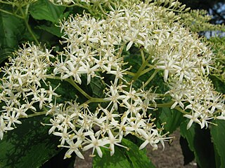 <i>Cornus macrophylla</i> Species of flowering plant