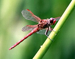 Sympetrum madidum