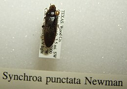 Synchroa punctata