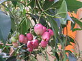 Syzygium oleosum7.jpg