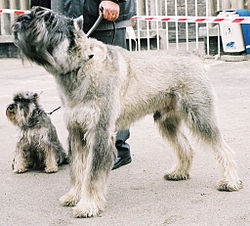 Un schnauzer nain et un autre géant