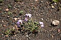 Matthiola bolleana