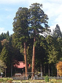 To store trær ved Takaoka-tempelet i Himeji