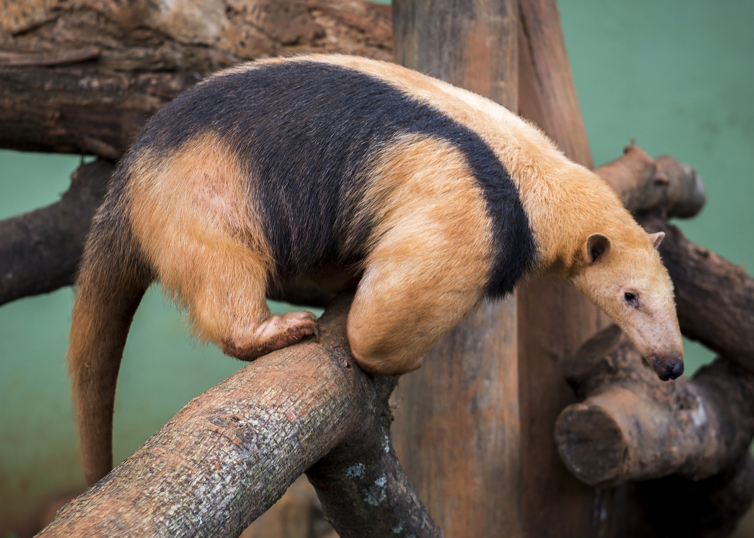 Southern tamandua - Wikipedia