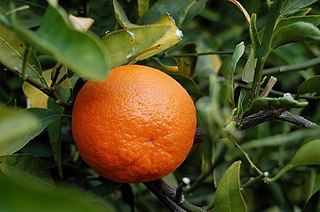 <span class="mw-page-title-main">Tangerine</span> Orange-colored citrus fruit