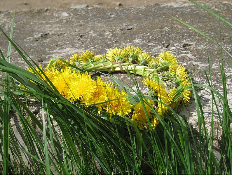 File:Taraxacum wreath01 by shakko.jpg