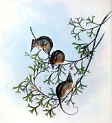 Drawing of brown possums