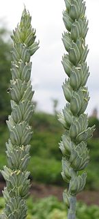 Common wheat species of plant