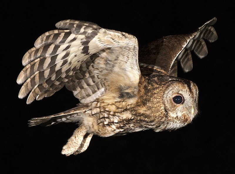 File:Tawny owl at night (42511916510).jpg