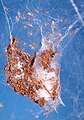 spiderlings on egg sacs