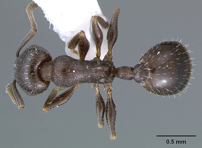 File:Temnothorax adustus casent0105862 dorsal 1.jpg