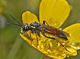 Tenthredo moniliata