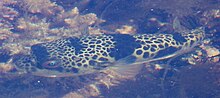 A brown spotted fish swims in shallow water seen from above.
