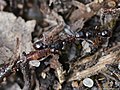 Tetramorium caespitum (Linnaeus, 1758)