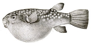 Pufer-riba ima bodlje koje nisu modificirane krljušti već su razvijene nezavisnom genskom mrežom.