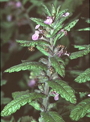 Afbeeldingsbeschrijving Teucrium scordium1 eF.jpg.