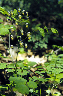 Thalictrum dioicum.jpg