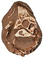 The Childrens Museum of Indianapolis - Cast of Oviraptor skull.jpg