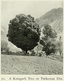 Turkestan Elm, c.1910 The Duab of Turkestan fig 71.jpg