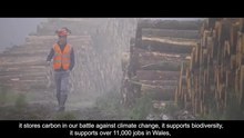 Fichier : La forêt nationale du Pays de Galles avec Tilhill Forestry.webm