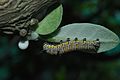 The caterpillar of Plain Tiger Danaus chrysippus WLB DSC0233.jpg