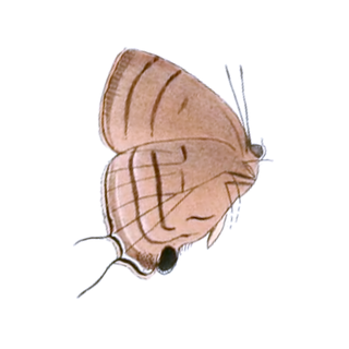 <i>Theritas</i> Butterfly genus in family Lycaenidae