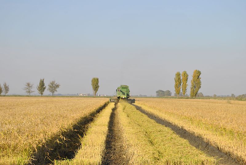 File:Threshing machine and rice fields in Jolanda di Savoia (Ferrara).jpg