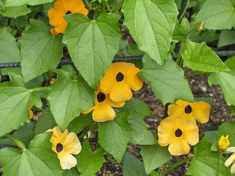 File:Thunbergia alata.JPG