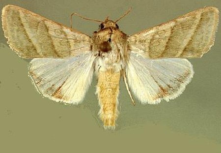 Heliothis