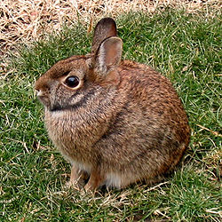 Tochtli-Rabbit-Conejo.jpg