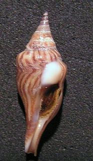 <i>Tomellana lineata</i> Species of gastropod