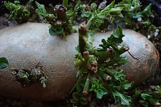 Potato sprouting