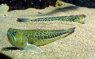 <i>Trachinus</i> Genus of fishes