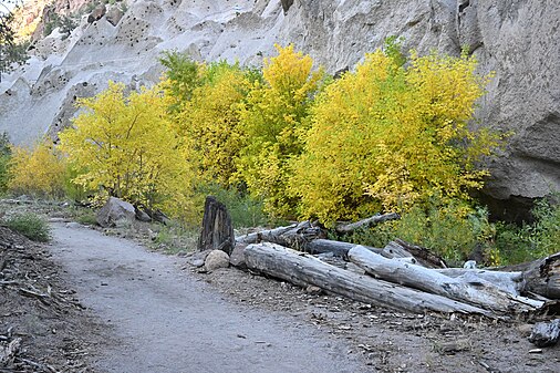 Yellow trees along the trail