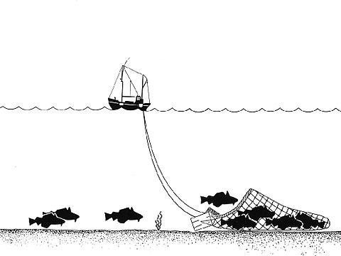 Bottom trawling, in which a net is dragged along the sea floor, is particularly damaging to sponge reefs