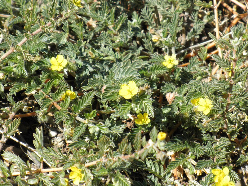 File:Tribulus terrestris Enfoque 2010-9-08 DehesaBoyaldePuertollano.jpg