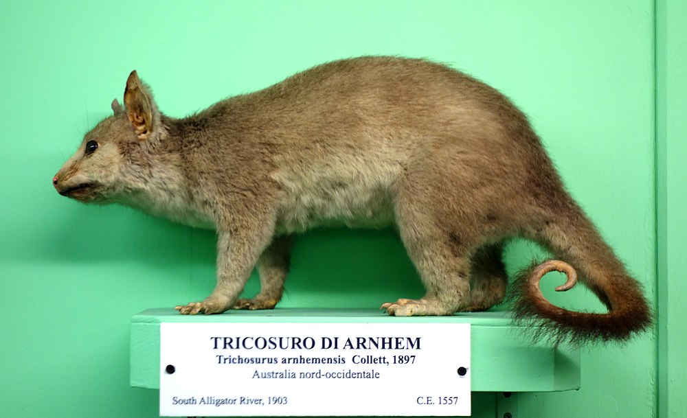 The average litter size of a Northern brushtail possum is 1