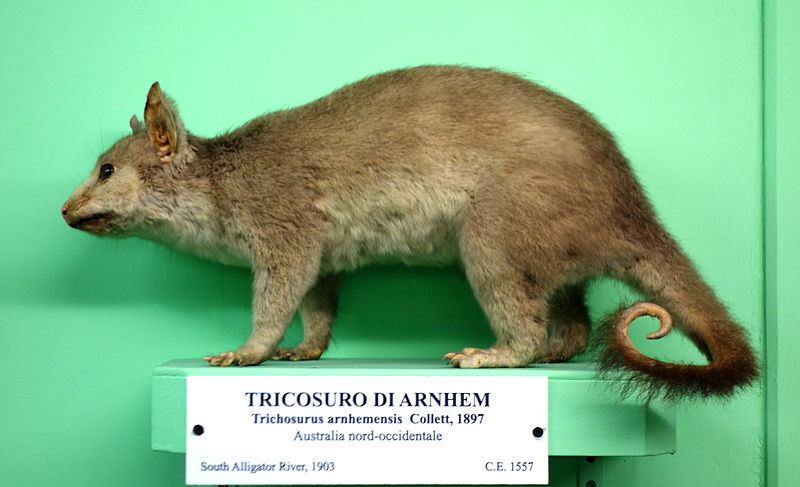 File:Trichosurus arnhemensis - Museo Civico di Storia Naturale Giacomo Doria - Genoa, Italy - DSC03016.JPG