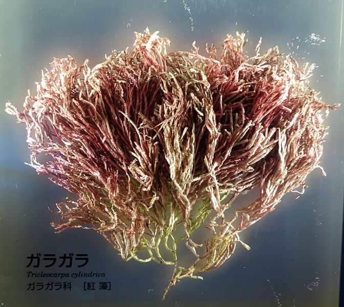 File:Tricleocarpa cylindrica - National Museum of Nature and Science, Tokyo - DSC07646.JPG
