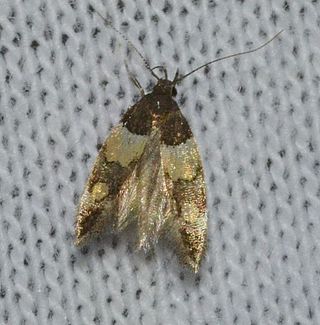 <i>Triclonella</i> Genus of moths