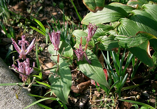 Tricyrtis cv1.jpg