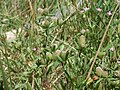 Trifolium bocconei Inflorescences