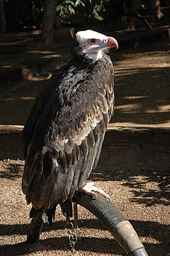 Blankakapa vulturo, ĉe Parko Las Águilas, Tenerife, Hispanio