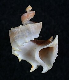 Shell of a Trigonostoma nutmeg sea snail Trigonostoma milleri.JPG