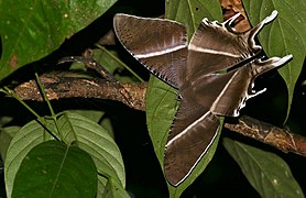 Moth Tropical Swallowtail Moth (Lyssa zampa) (23504677422) .jpg