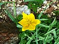 Tulipa sylvestris im Vergleich zu